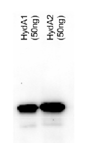HydA | Iron-hydrogenase HydA1/HydA2 in the group Antibodies for Plant/Algal  / Fermentation at Agrisera AB (Antibodies for research) (AS09 514)